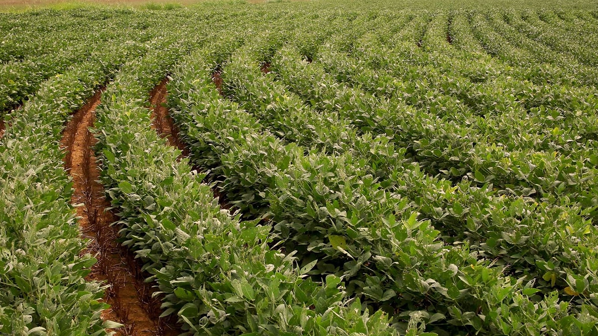 प्रतीकात्मक फोटो