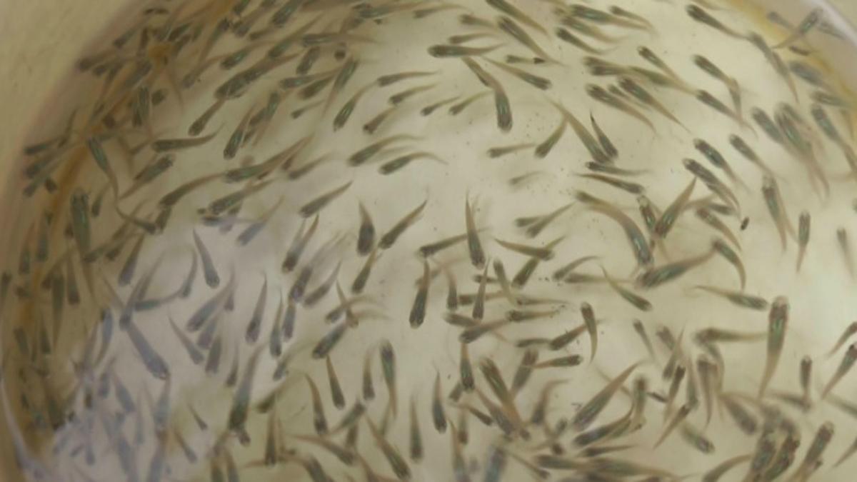 अब ये मछली बचाएगी डेंगू और मलेरिया के प्रकोप से.