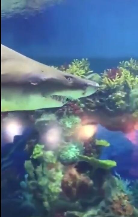  वीडियो हुआ वायरल