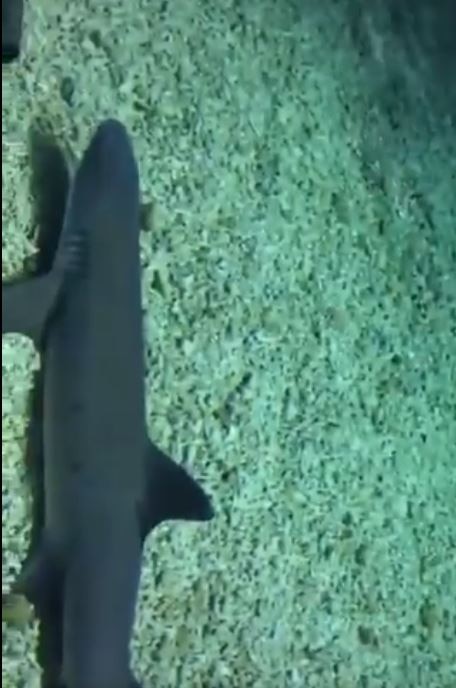  वीडियो हुआ वायरल