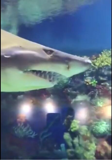  वीडियो हुआ वायरल