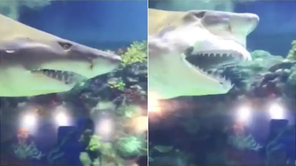  वीडियो हुआ वायरल