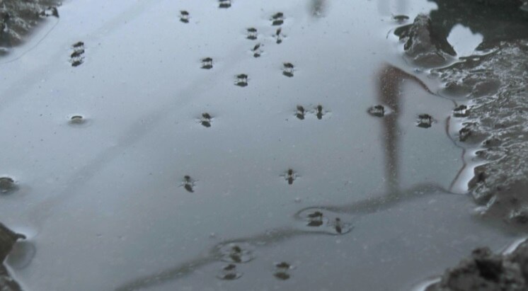 नालंदा से लाई गई 20000 मछलियां.