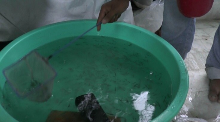 नालंदा से लाई गई 20000 मछलियां.