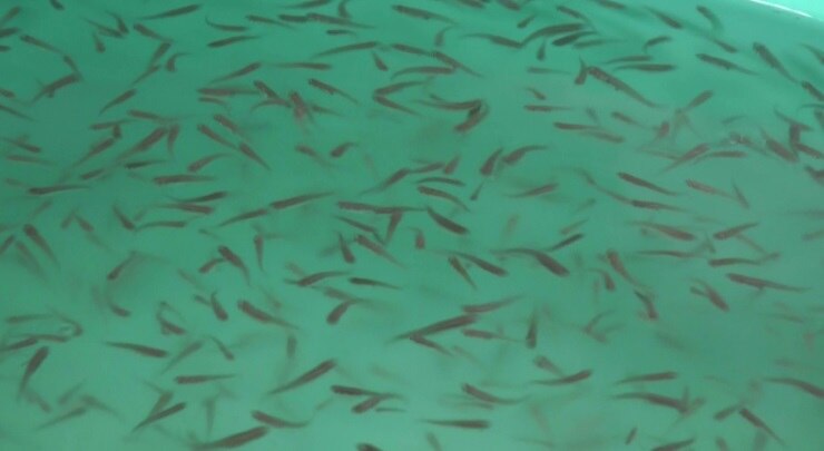 नालंदा से लाई गई 20000 मछलियां.