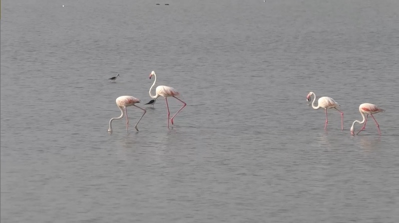 सात समंदर पार से आए लाखों 'फ्लेमिंगो पक्षी'.