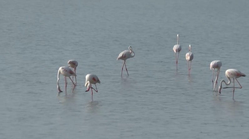 सात समंदर पार से आए लाखों 'फ्लेमिंगो पक्षी'.