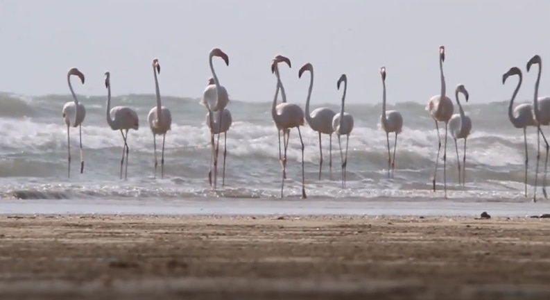 सात समंदर पार से आए लाखों 'फ्लेमिंगो पक्षी'.