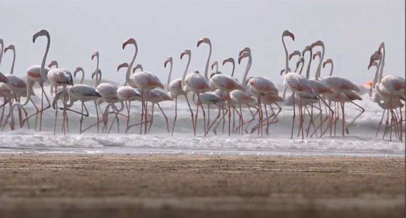 सात समंदर पार से आए लाखों 'फ्लेमिंगो पक्षी'.