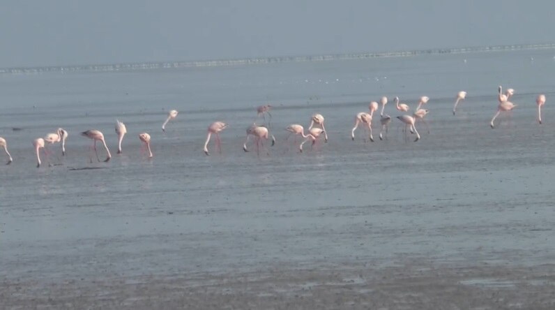 सात समंदर पार से आए लाखों 'फ्लेमिंगो पक्षी'.