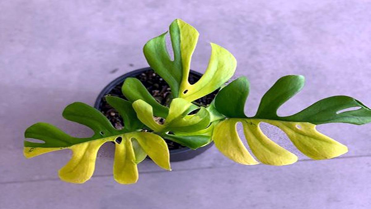 Four Leaves Indoor Plant sells for 6 lakh rupees 