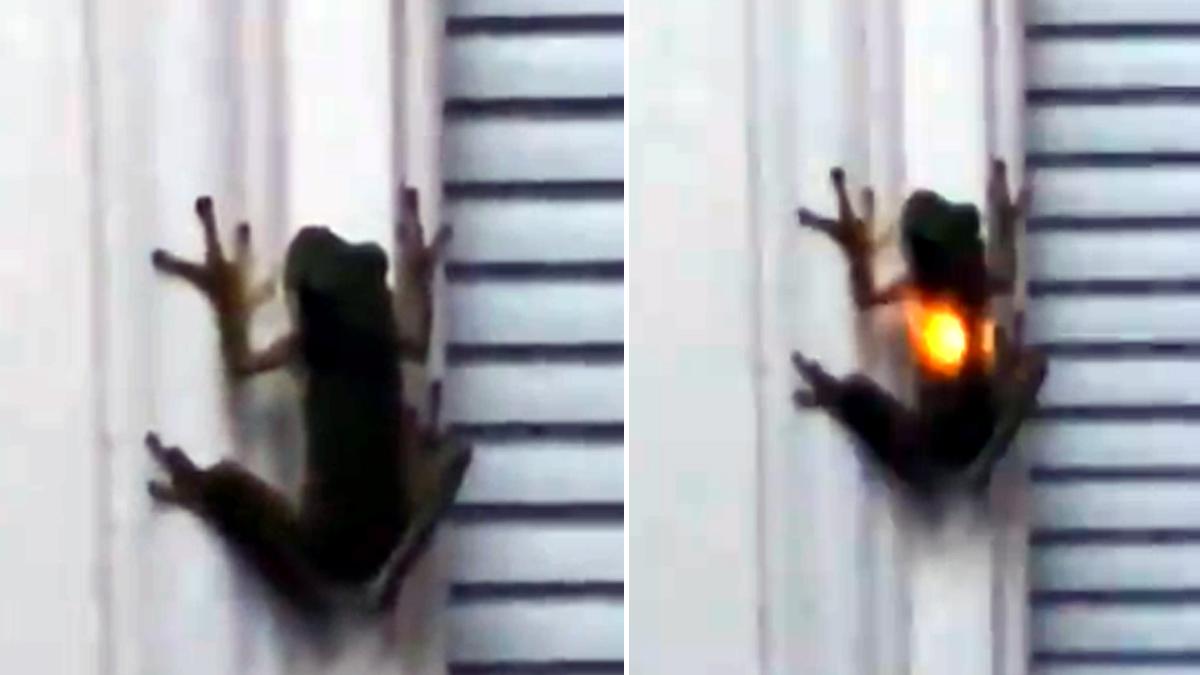 मेढक के पेट में जुगनू.