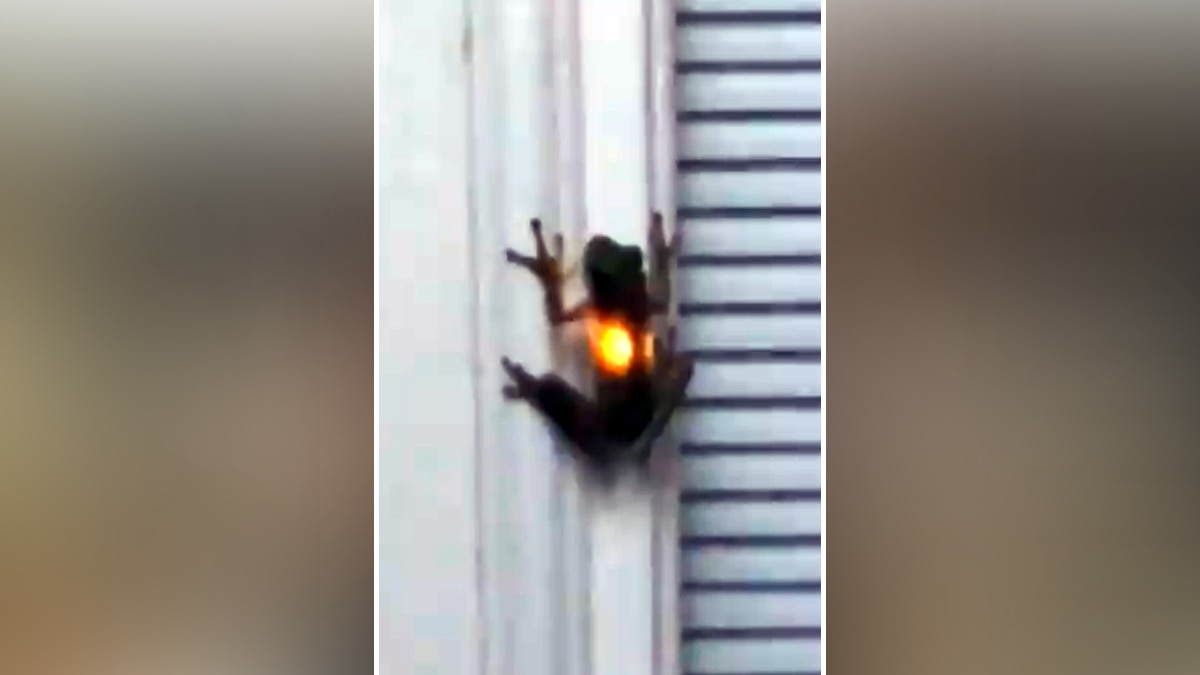 मेंढक के पेट में चमकता जुगनू.