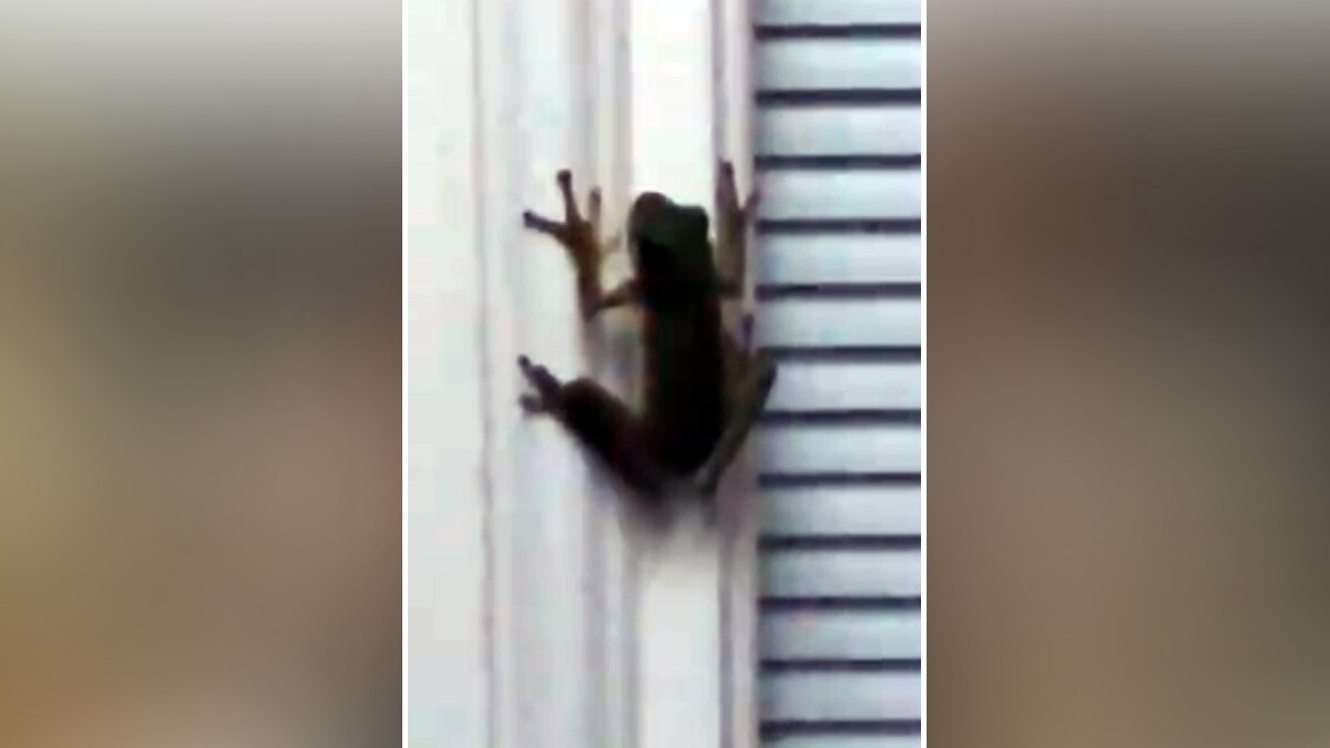 दीवार पर चिपका मेंढक.