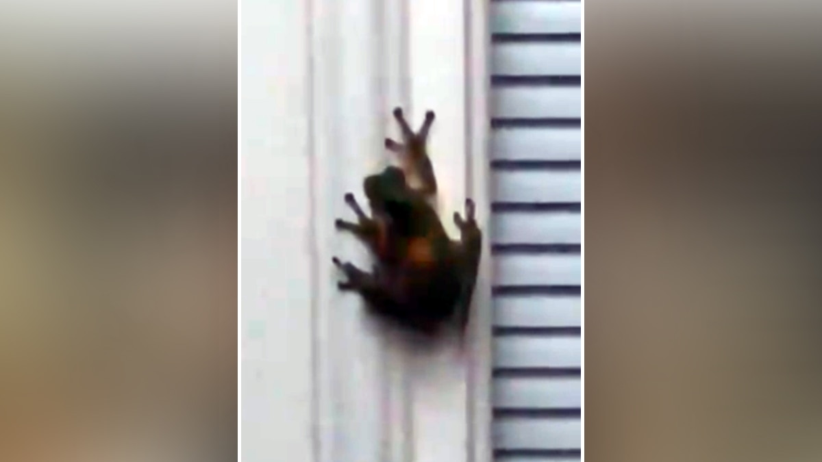 मेंढक के पेट में चमकता जुगनू.