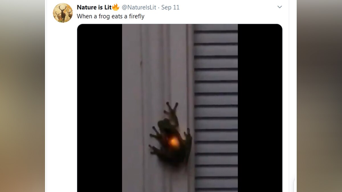 मेंढक के पेट में चमकता जुगनू.