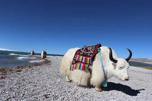 जानवरों से जासूसी करवाते हैं दुश्मन