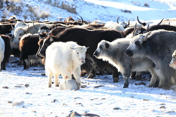 जानवरों से जासूसी करवाते हैं दुश्मन