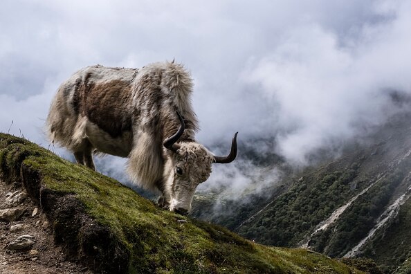 जानवरों से जासूसी करवाते हैं दुश्मन
