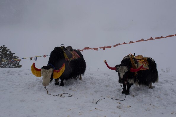 जानवरों से जासूसी करवाते हैं दुश्मन