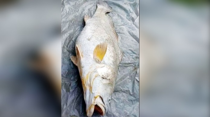 पश्चिम बंगाल: बुजुर्ग महिला को मिली 52 किलो की अनोखी मछली,  3 लाख रुपये में बिकी.