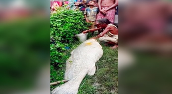 पश्चिम बंगाल: बुजुर्ग महिला को मिली 52 किलो की अनोखी मछली,  3 लाख रुपये में बिकी.