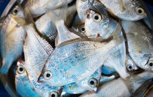 -पश्चिम बंगाल: बुजुर्ग महिला को मिली 52 किलो की अनोखी मछली,  3 लाख रुपये में बिकी.