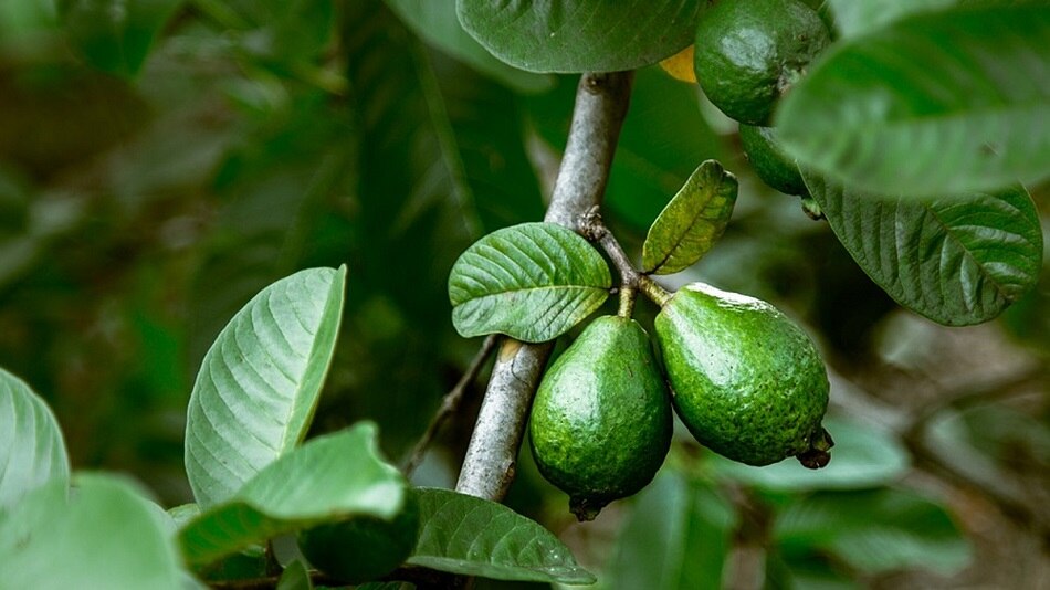 ब्लड शुगर को करता है कंट्रोल