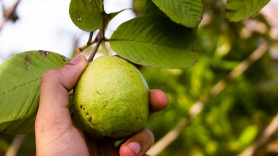 सोडियम की कम मात्रा