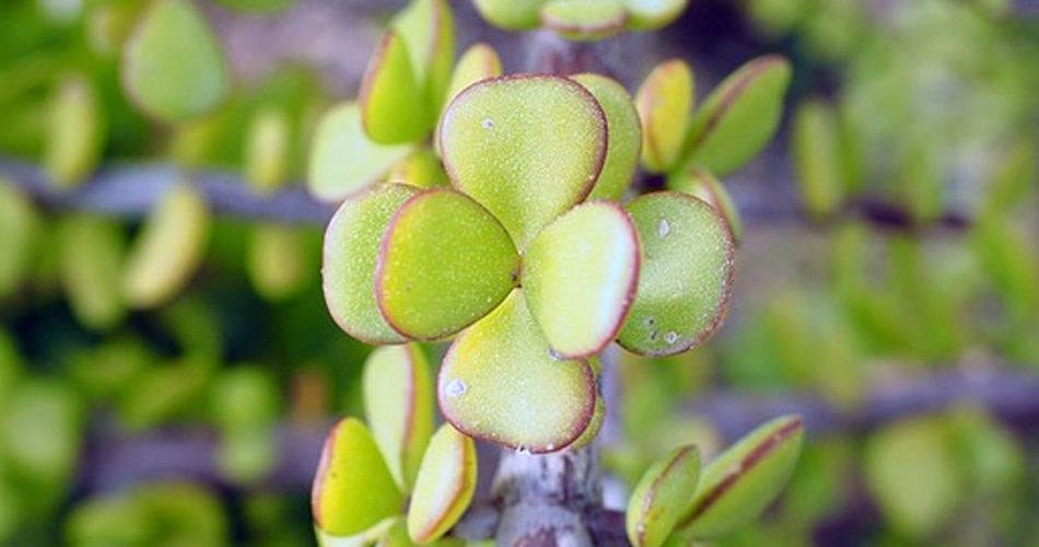 मुलायम होती हैं पत्तियां