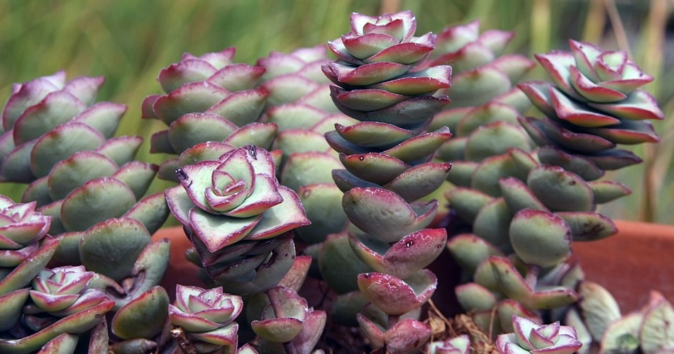 ज्यादा देखभाल की जरूरत नहीं