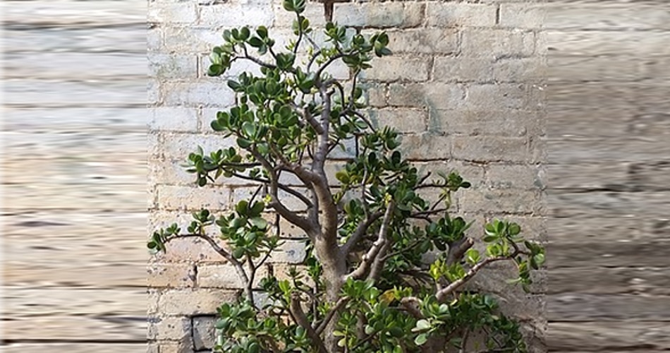 जल्दी नहीं सूखता