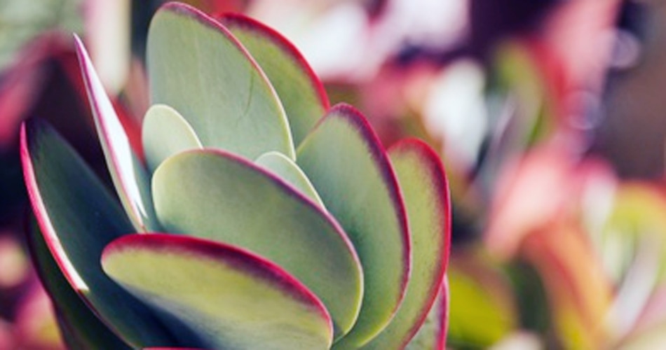 जल्दी नहीं सूखता