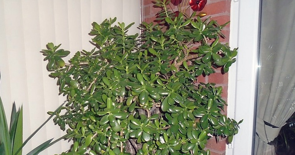 क्रासुला की सही दिशा