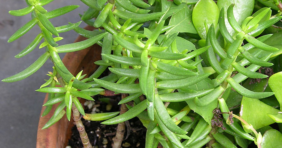 सकारात्मक ऊर्जा बढ़ाता है ये पौधा