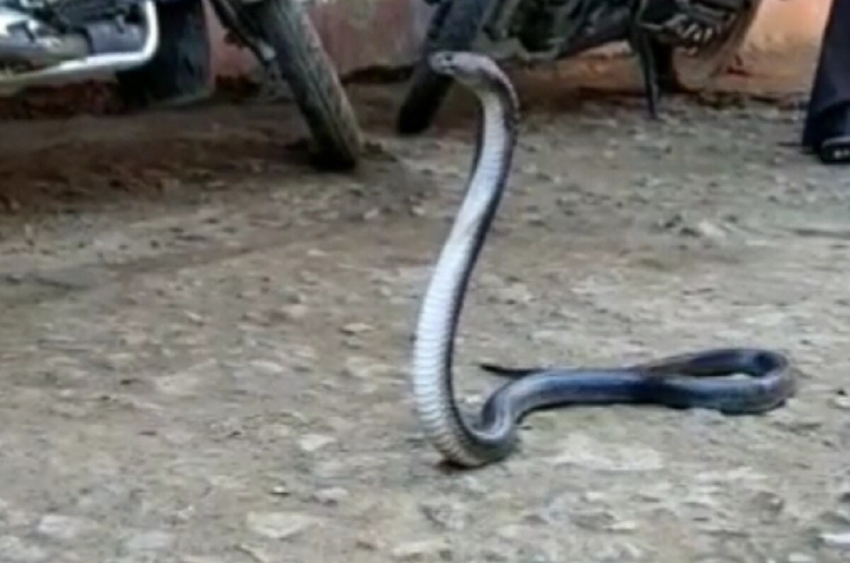 सरकारी अस्पताल में अचानक घुस गया कोबरा
