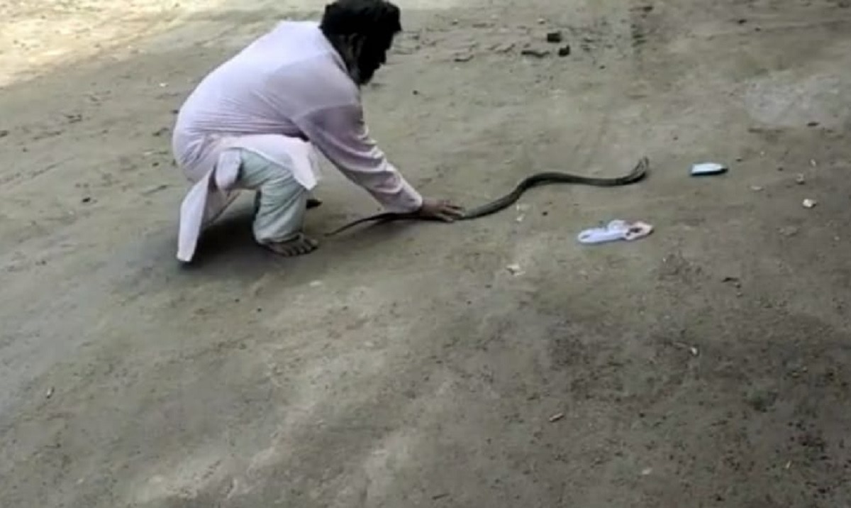 सरकारी अस्पताल में अचानक घुस गया कोबरा