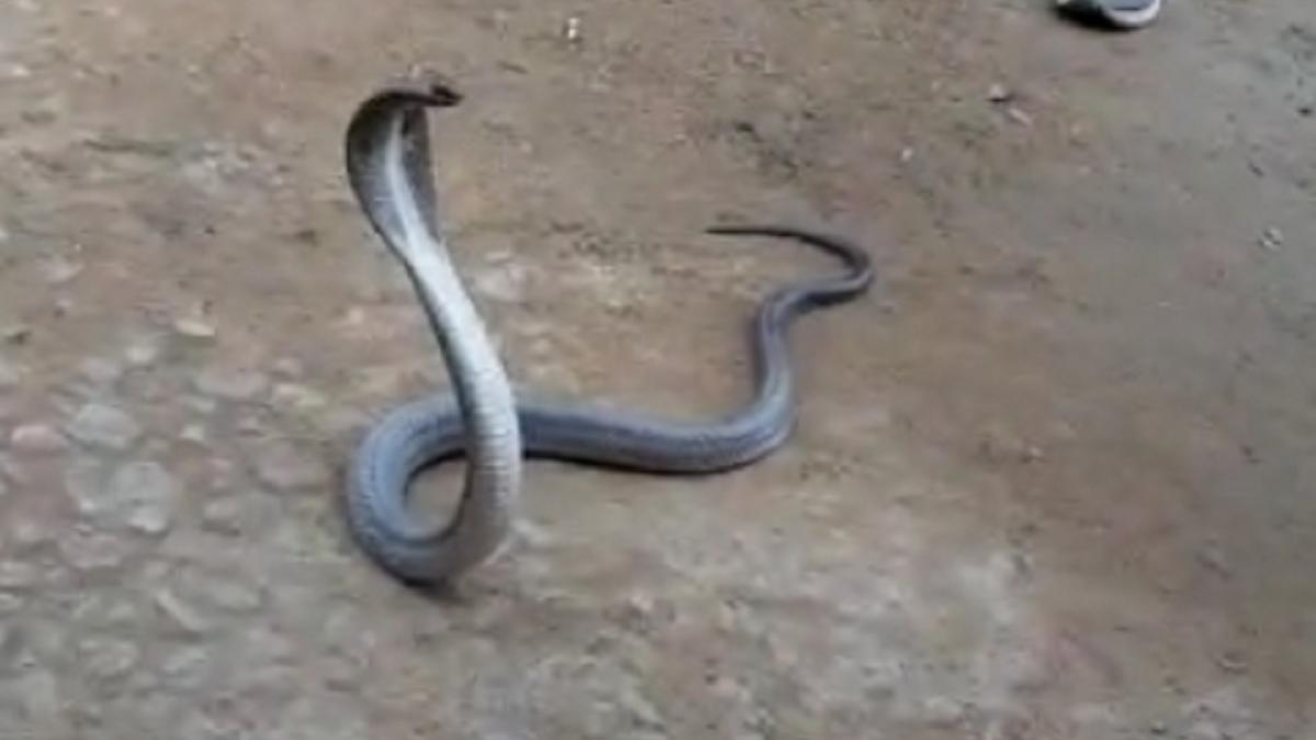 सरकारी अस्पताल में अचानक घुस गया कोबरा