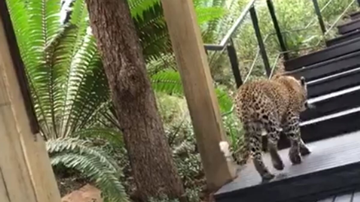 Photo Video Grab taken from video posted Facebook by singita gamereseves