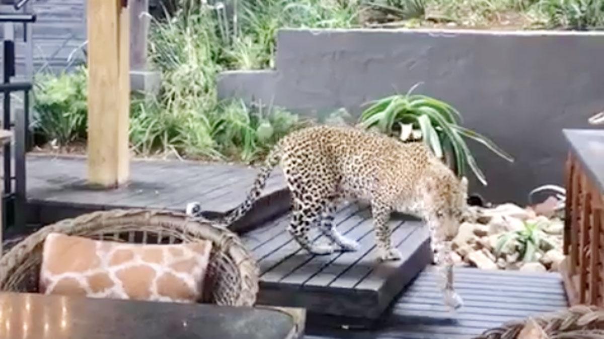 Photo Video Grab taken from video posted Facebook by singita gamereseves