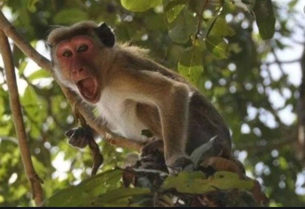 सांकेतिक तस्वीर