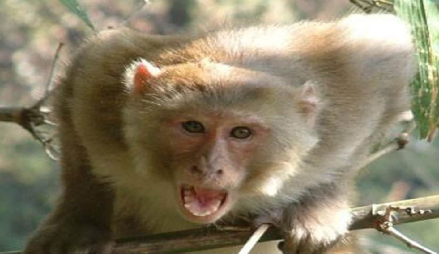 सांकेतिक तस्वीर