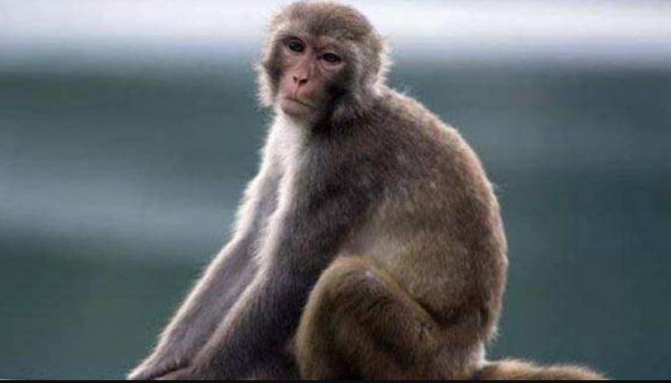 सांकेतिक तस्वीर