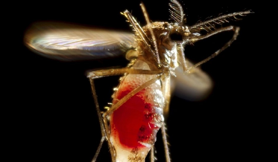 घर में कैसे बनाएं नैचुरल स्प्रे?