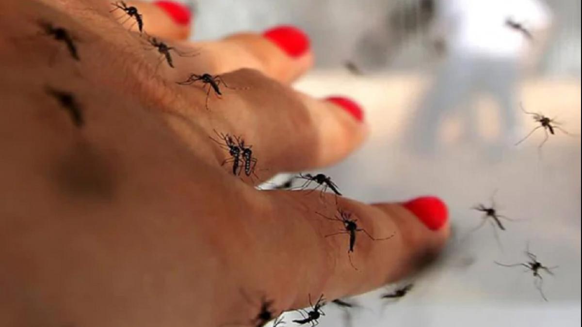 खून चूसने वाले मच्छरों से निपटने के 5 बेस्ट तरीके