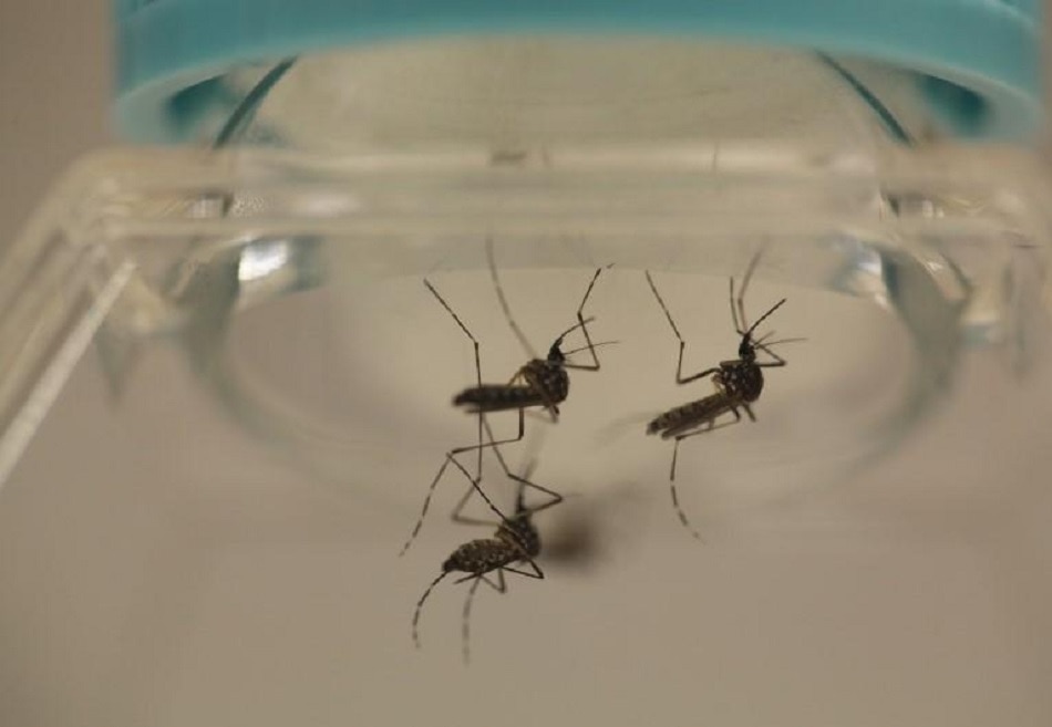 एडिस मच्छर की पहचान