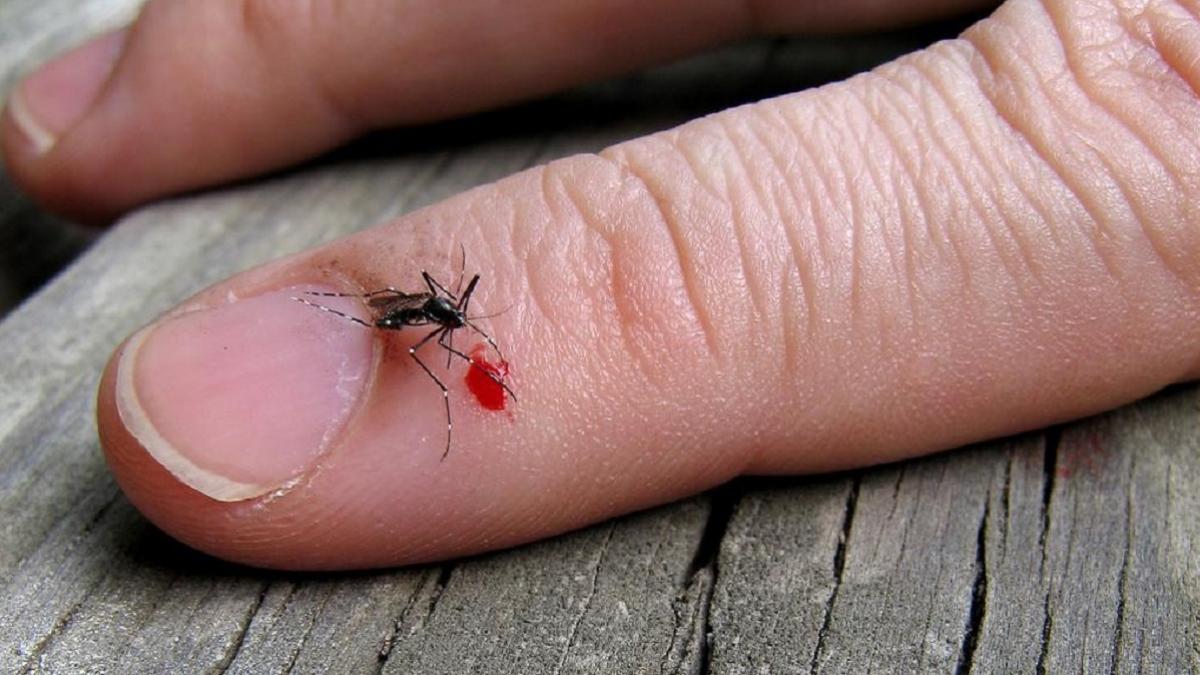 किन लोगों को ज्यादा काटते हैं मच्छर?