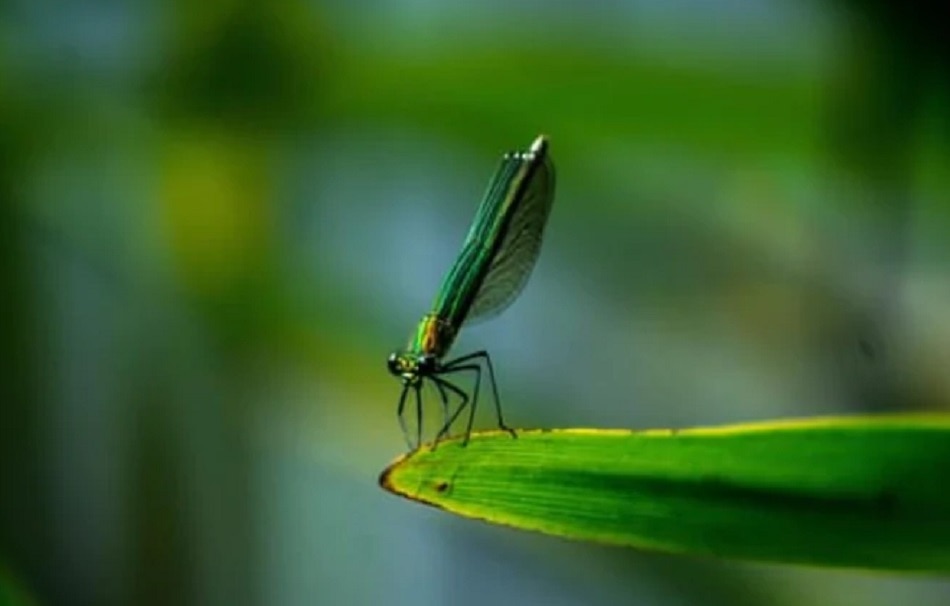 कार्बन डाईऑक्साइड