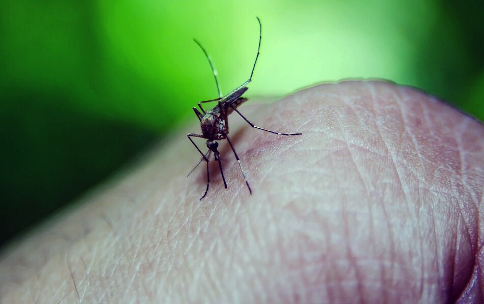 मच्छरों से खुद को कैसे बचाएं?