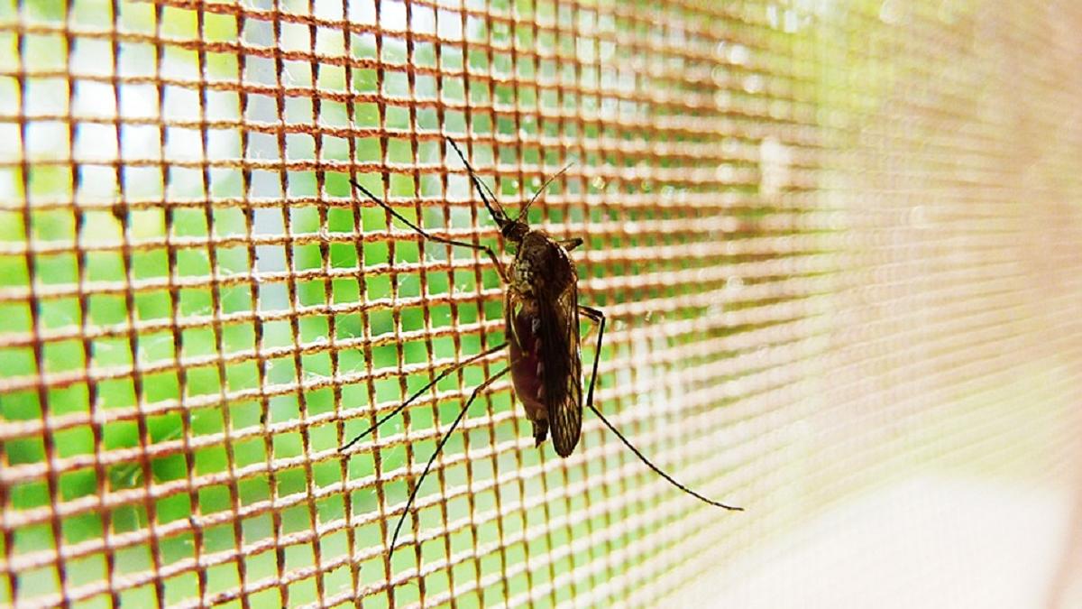 मच्छरों से रहें सावधान